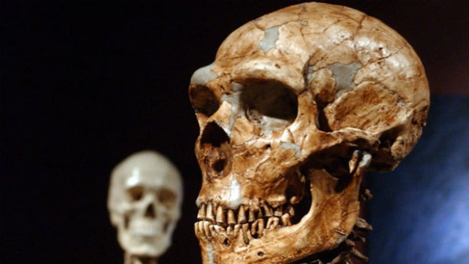 Nachbildung eines Neandertaler-Sekeletts.