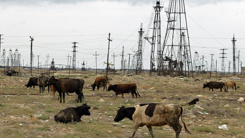 Grasende Kühe vor einem Ölfeld ausserhalb von Baku, Aserbaidschan.