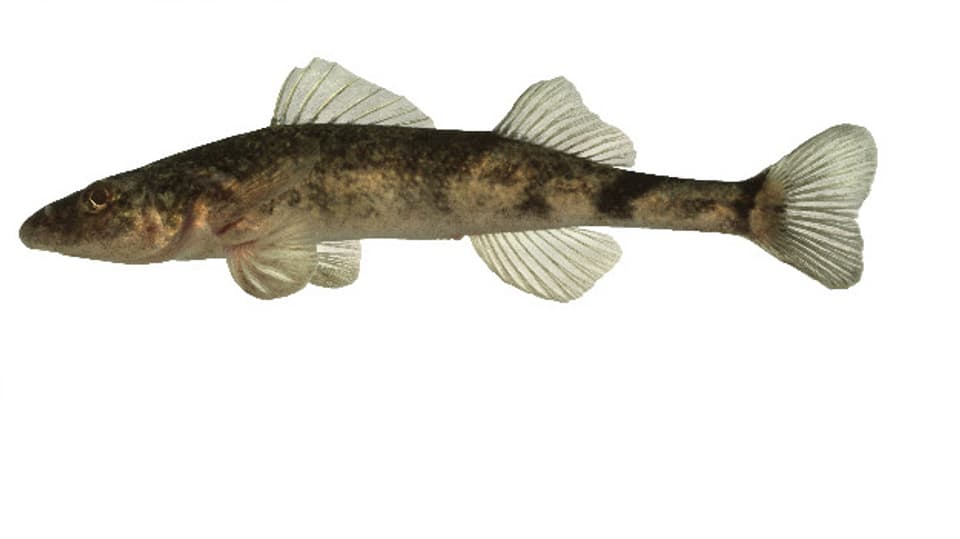 Bedroht: Der Roi du Doubs war schon immer ein seltener Fisch.