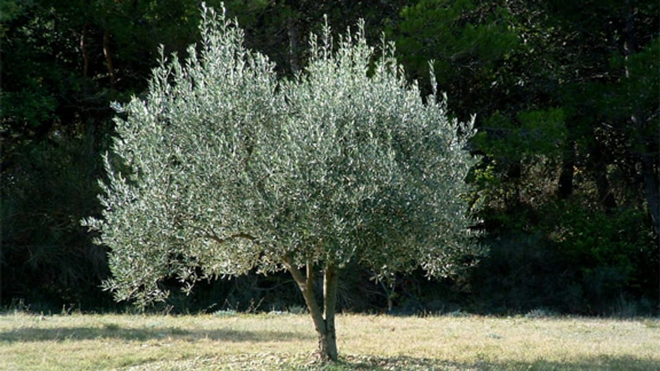 Olivenbaum in der Provence.