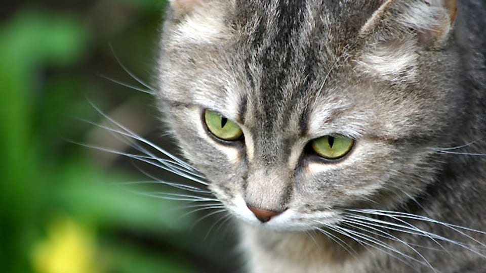 «Busi», «Büsi», «Büseli» oder «Busle» als Mundartwort für Katze ist der zweite Worteil für das Schimpf-oder Kosewort «Schunggebusle».