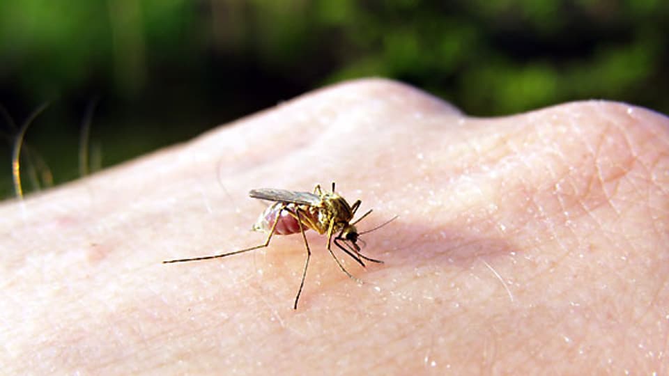 Der Stich einer Mücke ist in der Regel harmlos. Durch intensives Kratzen kann sich die Stichstelle allerdings entzünden, schlimmstenfalls kann es zu einer Blutvergiftung kommen.