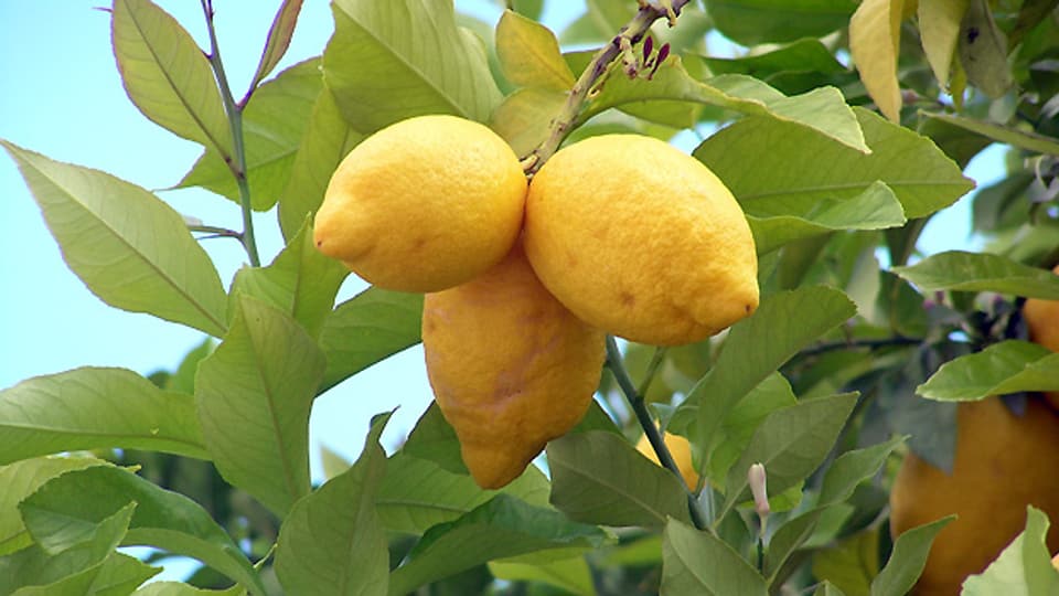 Der Zitronenbaum gehört zur Familie der Rautengewächse, die sich durch gröne bis orangefarbene Früchte auszeichnen.