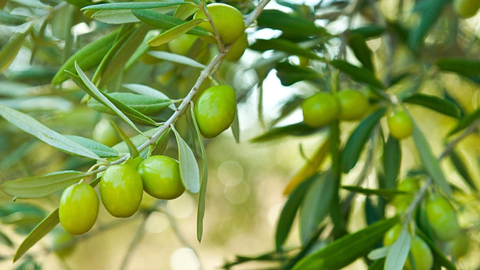 Olivenbäume sind immergrüne Bäume oder Sträucher, die eine Höhe von zehn Metern und mehr erreichen können. Die Gattung enthält etwa zwanzig Arten, wobei die häufigste und wichtigste Art die im Mittelmeergebiet heimische Olive ist.