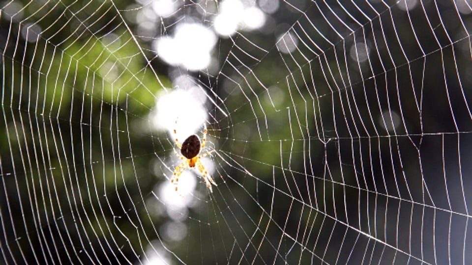 Das Spinnennetz: ein filigranes Kunstwerk.