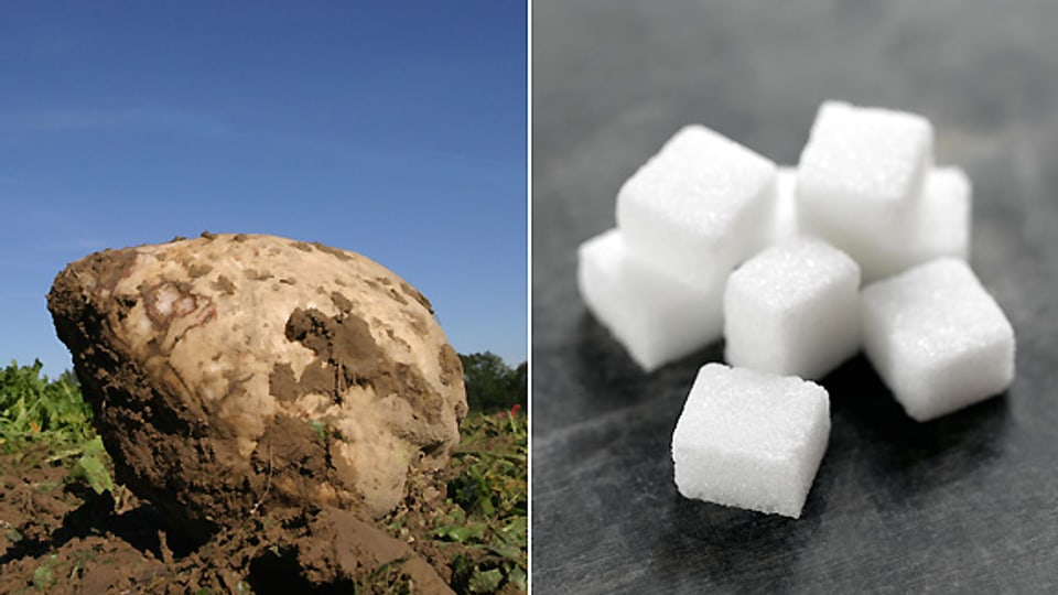 Aus einer unförmigen Rübe wird in aufwändigen Arbeitsschritten feiner Zucker gewonnen.