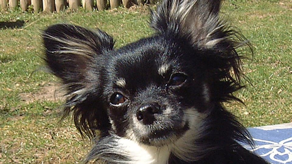 Chihuahuas - für die einen ein putziger Begleiter, für die anderen ein nervender Kläffer.
