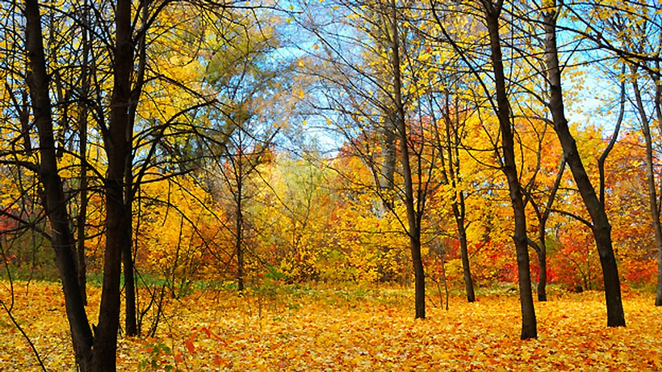 Im Laub eines Herbstwaldes lässt sich genussvoll «tschiengge», auch wenn damit ursprünglich «auf krummen Beinen» gemeint war.