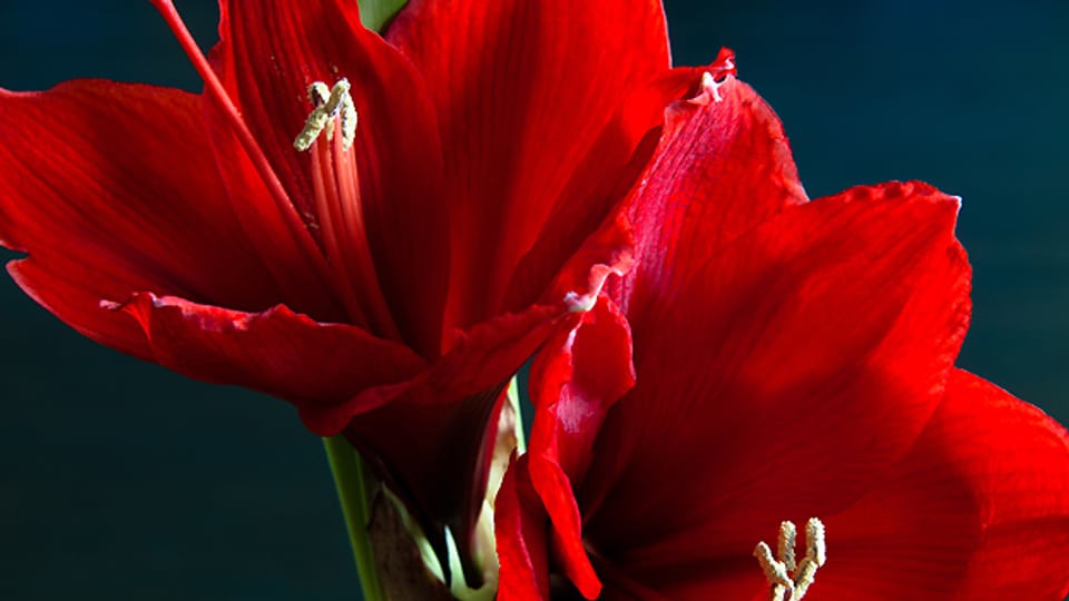 Die herrlich rote Blüte der Amaryllis.
