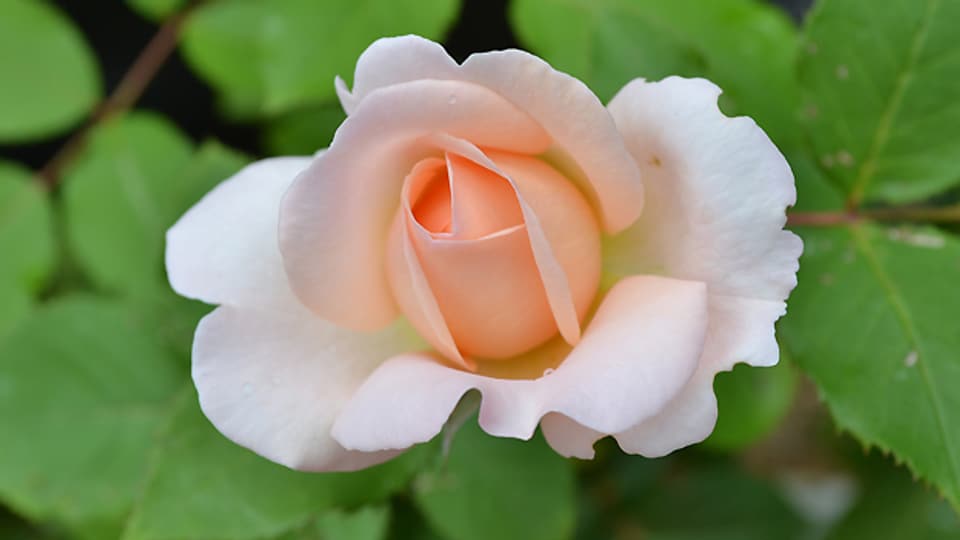 Um sich im Sommer an wohl duftenden Rosen zu erfreuen, wird der Boden im Rosenbeet schon im Februar vorbereitet.
