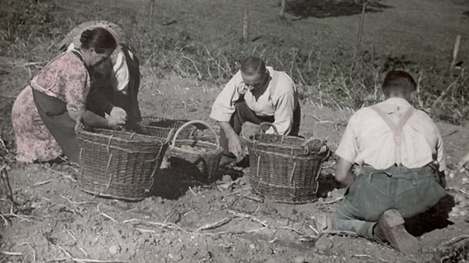 Das Bild zeigt eine Familie namens Bosshard während der Kartoffelernte ca. 1945.