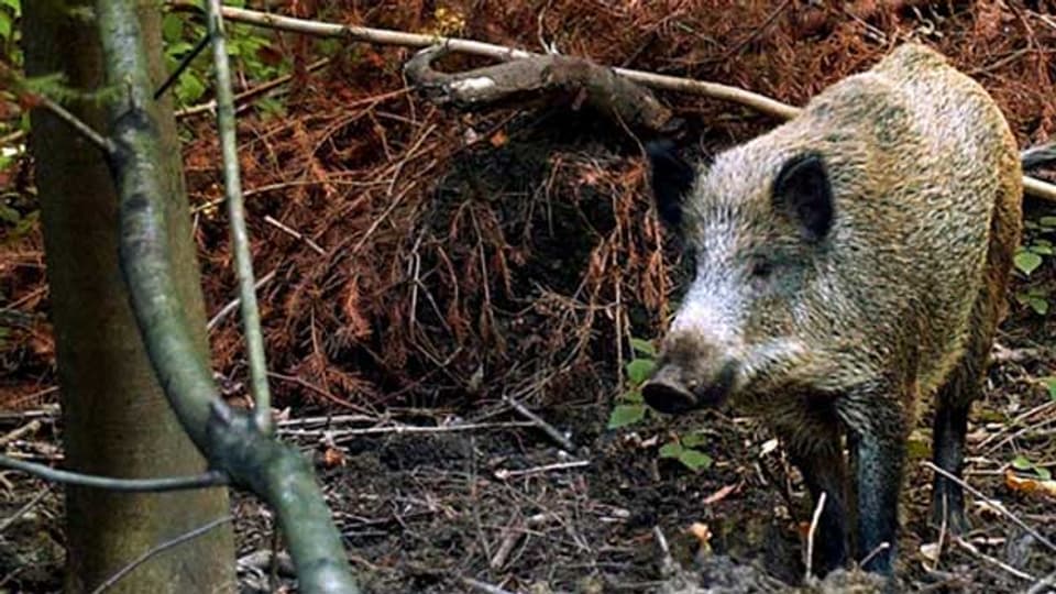 Wildschweine verursachen viele Schäden.