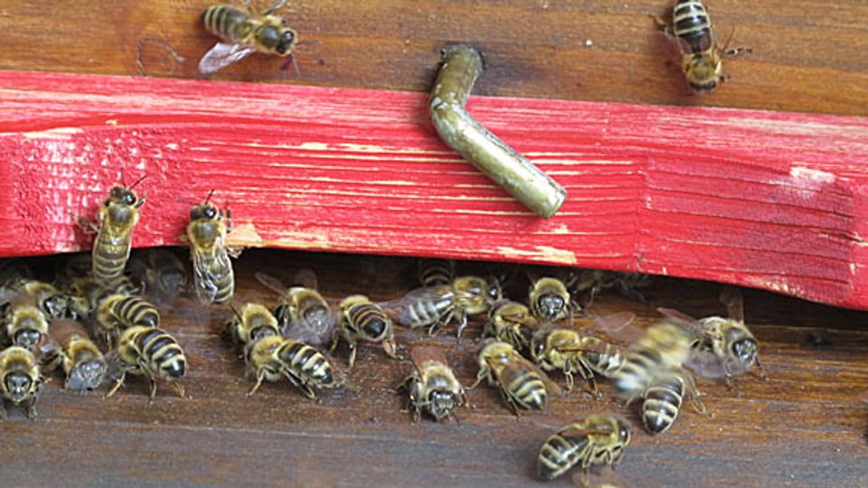 Die Oltner Stadt-Bienen sammeln die Pollen für ihren Honig in und um die Stadt.