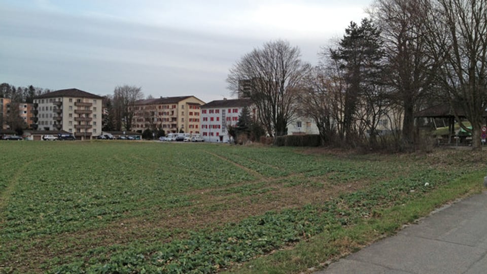 Jetzt also doch: Bei den Bäumen, neben dem Spielplatz im Lingeriz-Quartier, soll ein neuer Kindergarten gebaut werden.