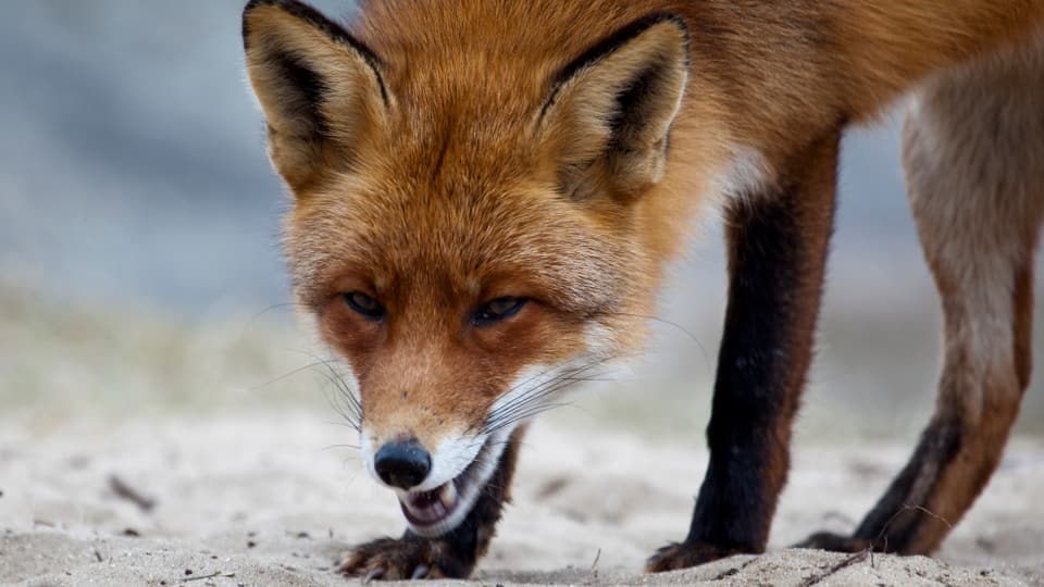 Keine Bewilligung für umstritttene Fuchsjagd-Anlage in Wettingen