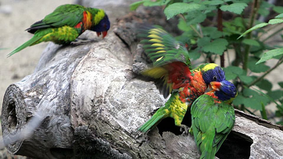 Die Papageien in der Aussenvoliere im Basler Zoo. Papageien können laut sein. Genau das ist das Problem in Dulliken.