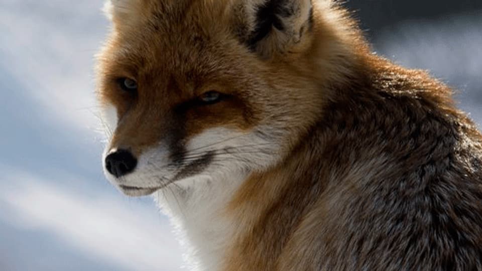 Die Jagd im Fuchsbau ist umstritten.