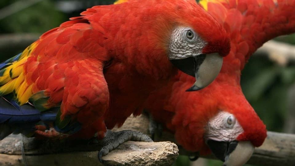 Papageien können Störefriede sein, das zeigt der Fall in Dulliken. (Symbolbild)