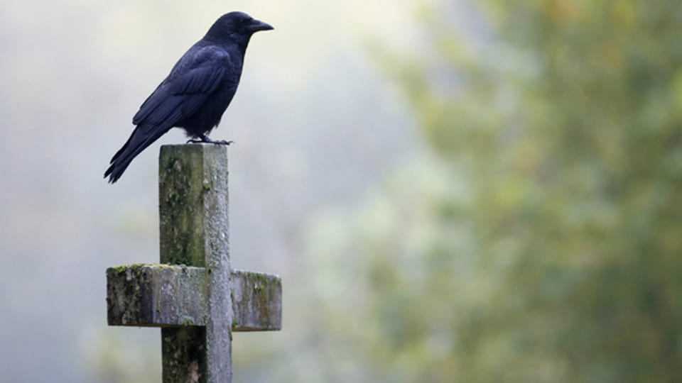 Vogel sitzt auf Grabkreuz.