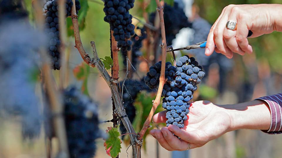 Die Aargauer Weinbauern schwärmen von der Qualität des Weins. Sorgen macht die Kirschessigfliege.