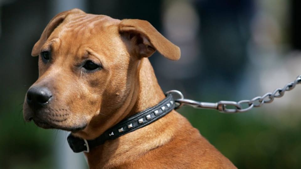 Sie machen nur 2 Prozent aller Hunde im Aargau aus, sorgen aber für über 6 Prozent der Zwischenfälle: Listenhunde.