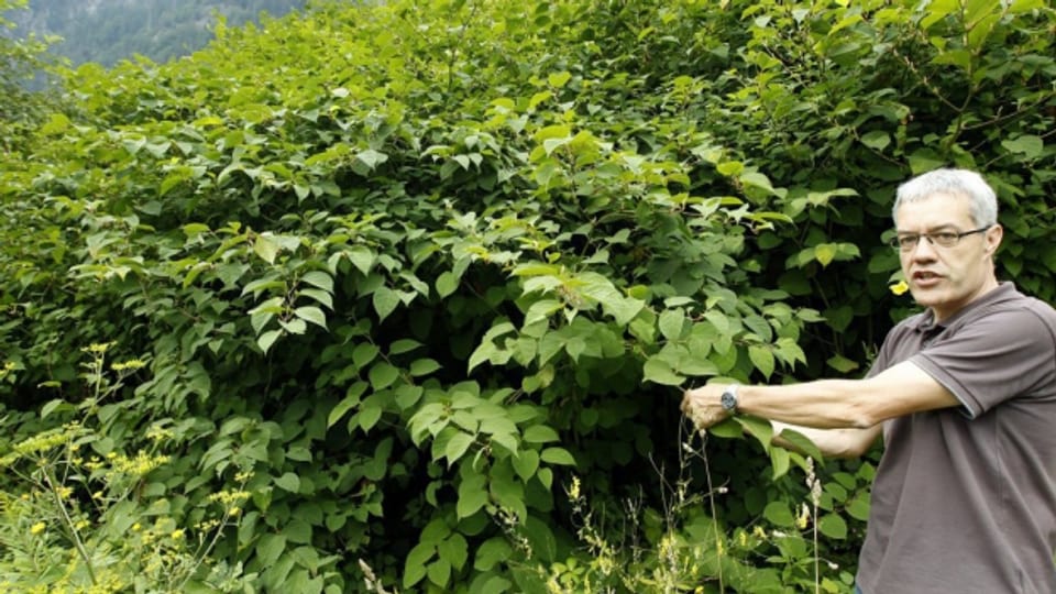 Diese kanadische Goldrute verdrängt einheimische Pflanzen. Der Kampf gegen Neophyten scheint fast aussichtslos.