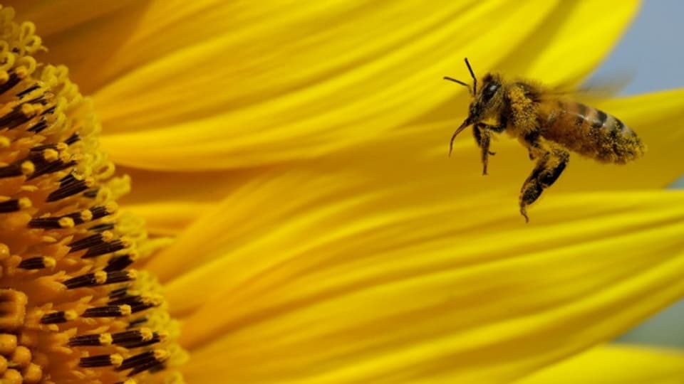 Biene fliegt zu einer Blume