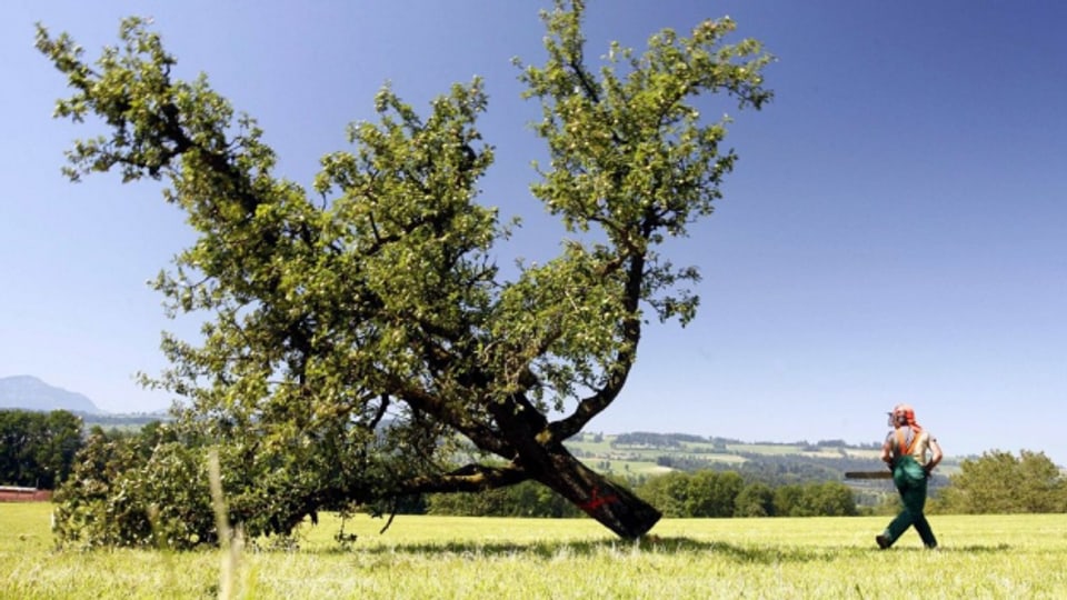 Ein Bauer in Sempach (LU) fällt einen Apfelbaum (im Jahr 2007): Aktuell werden in Luzern kaum Feuerbrand-Bäume gefällt.