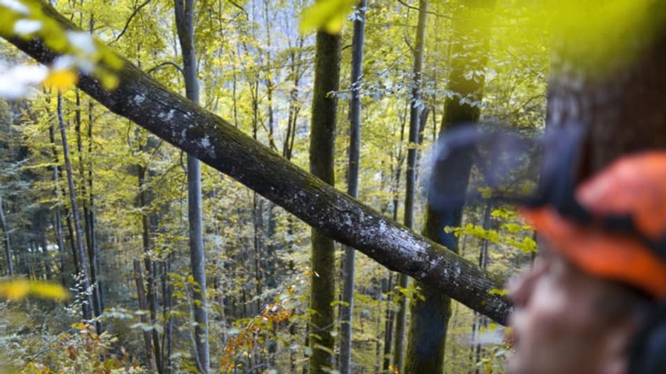 Aargauer Förster wollen mehr Geld für Waldbesitzer