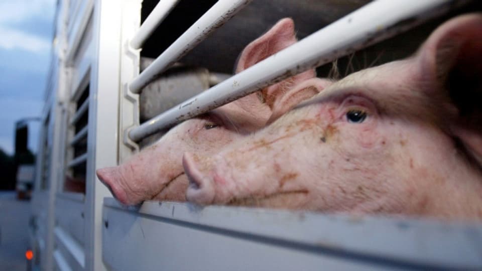 Schweine blicken aus einem Tiertransporter.