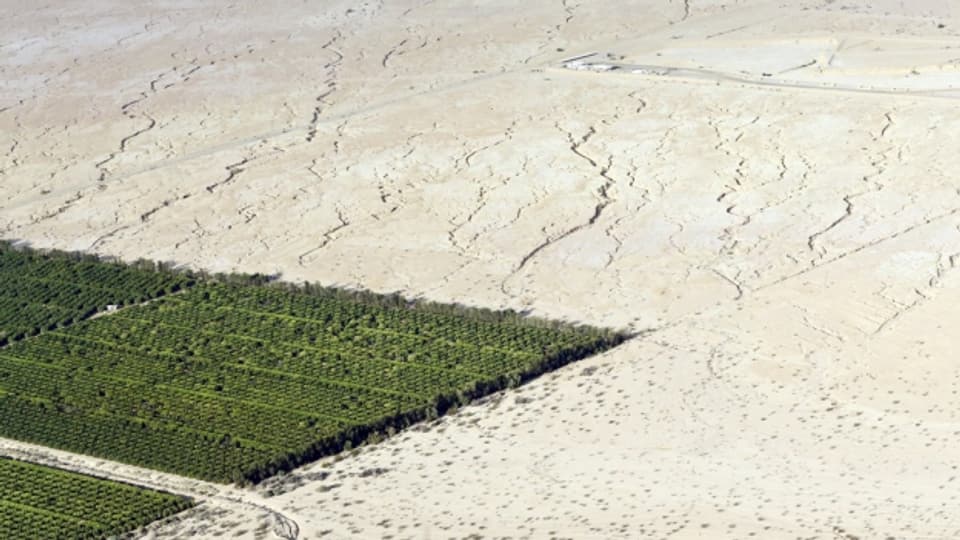  Bioanbau in der Wüste: Das Forschungsinstitut mit Standort in Frick soll genau das in Abu Dhabi fördern (Symbolbild).