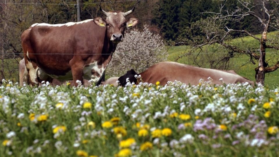  In der Solothurner Landwirtschaft bringen nachhaltig bodenschonende Massnahmen grossen Erfolg.