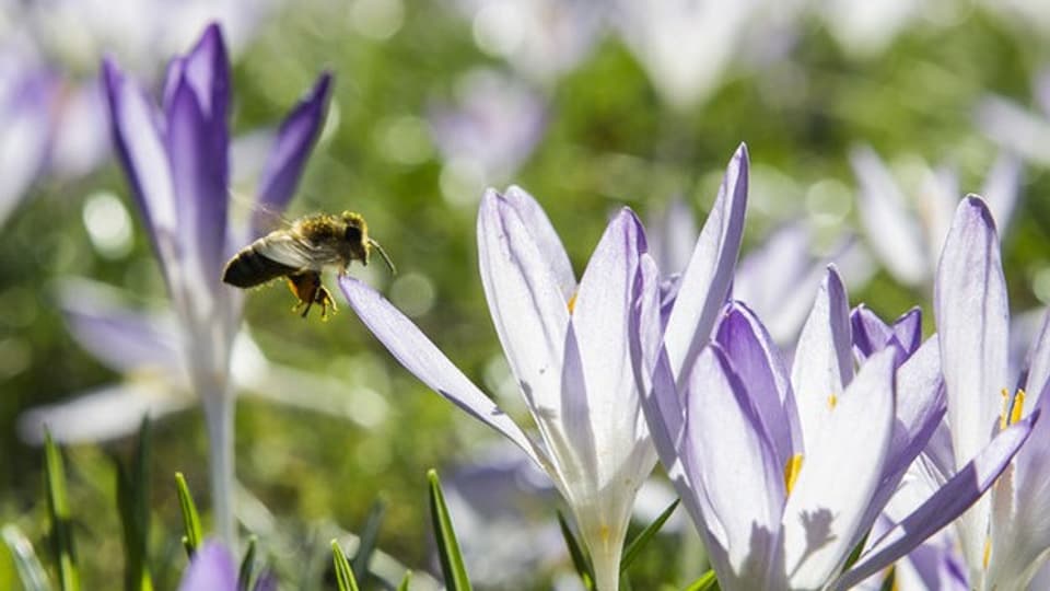 Bienen sind wichtig für die Pflanzen. Sollte man «Bienenförderung» deshalb aus dem Landwirtschaftsbudget bezahlen?