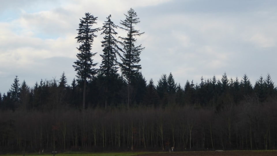 Douglasien prägen das Bild im Lohner Wald.