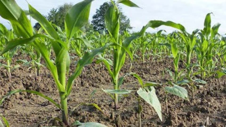 In einem Feldversuch testet das Landwirtschaftliche Zentrum Liebegg, wie sich Mais und Bohnen gemeinsam pflanzen lassen.