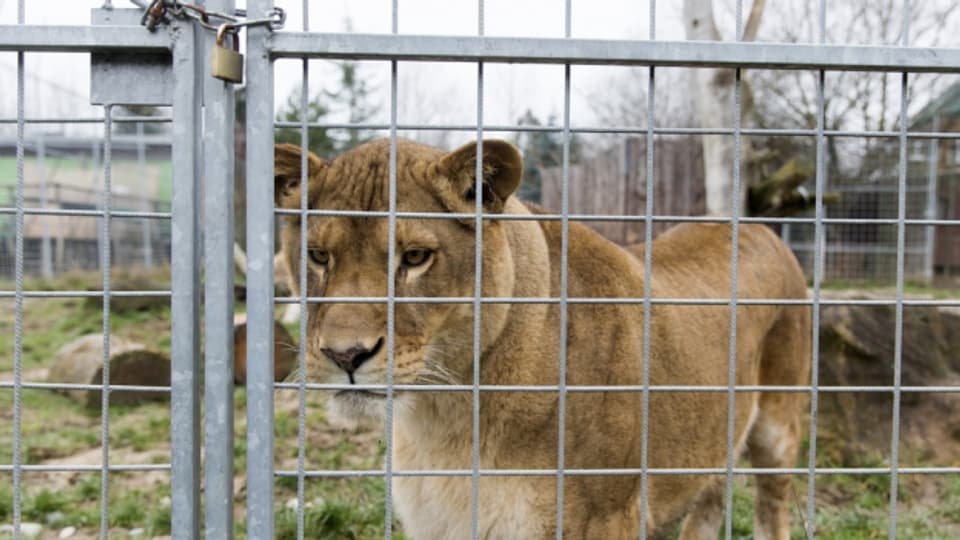 Zum Raubtierpark von René Strickler gehören unter anderem Löwen, Tiger und Pumas. Nun müssen diese definitiv weg.