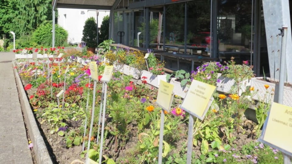 Die Gartenbauschule in Niederlenz geht zu, da die Trägerschaft aussteigt.