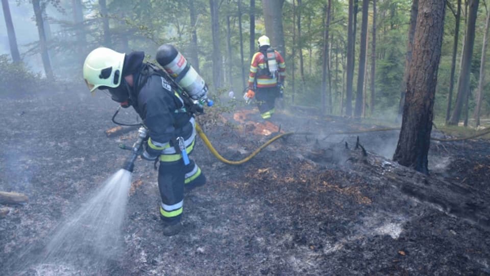 Brand in Kleinlützel zerstört Waldstück