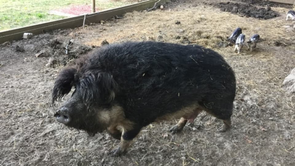 Wollschweine garantieren Qualität und Genvielfalt, sagt Pro Specie Rara. In Brunegg sind 32 gefährdete Tierrassen an einer Expo zusehen.