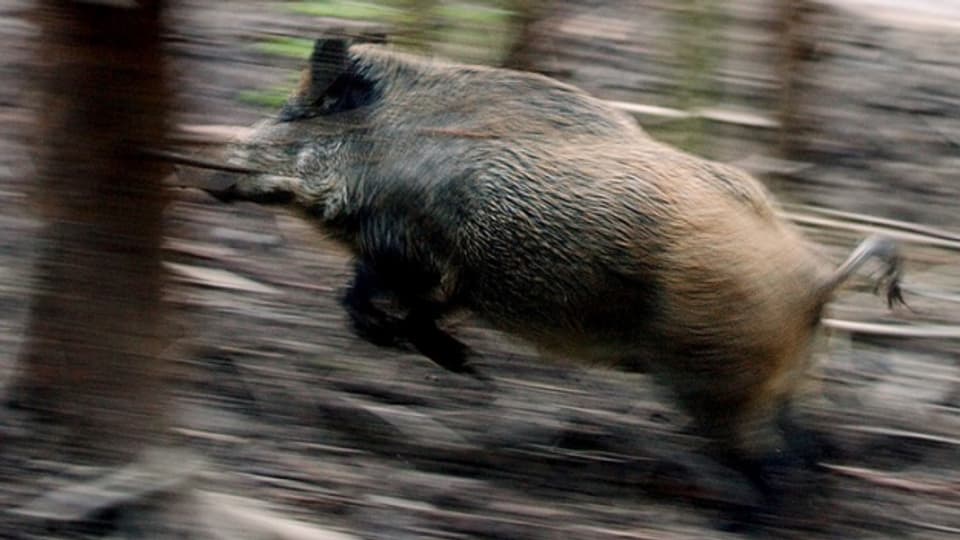 Ein rennendes Wildschwein