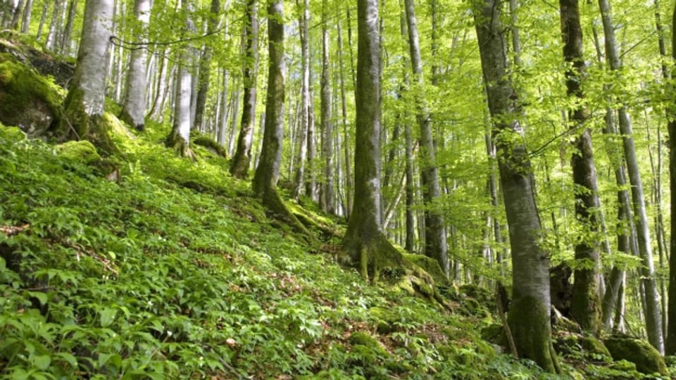 Buchenwälder breiteten sich nach der letzten Eiszeit in ganz Europa aus.