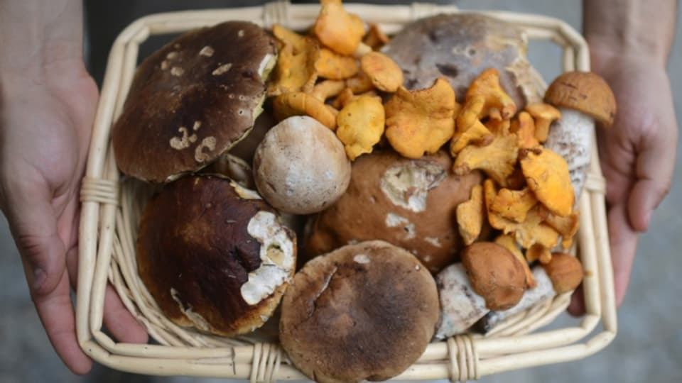Auf der Suche nach Steinpilzen, Rotkappen und Eierschwämmen wurden Pilzsammler im Aargau enttäuscht.