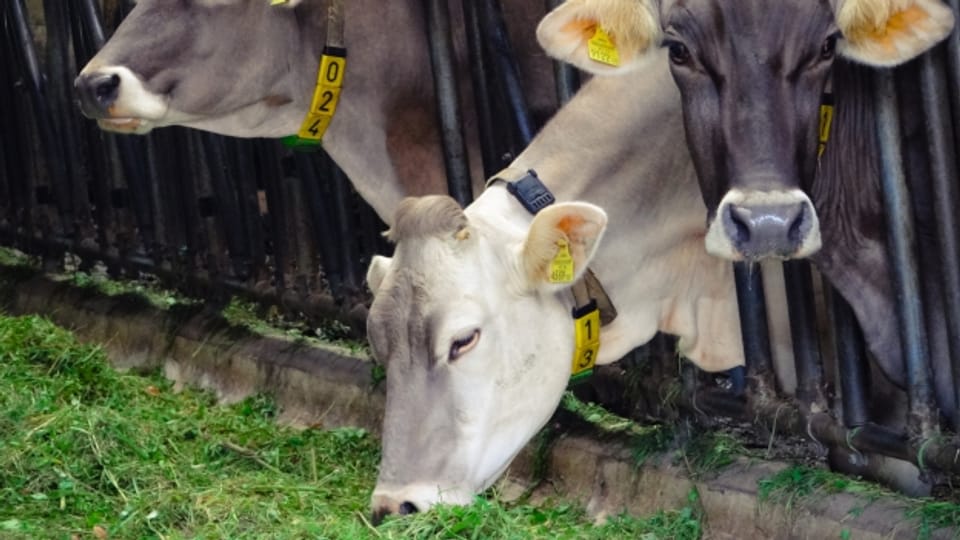 Total 16 tote Rinder wurden auf einem Bauernhof im Kanton Solothurn gefunden. Die Behörden haben sich an die Vorgabgen gehalten, sagt ein Experte.