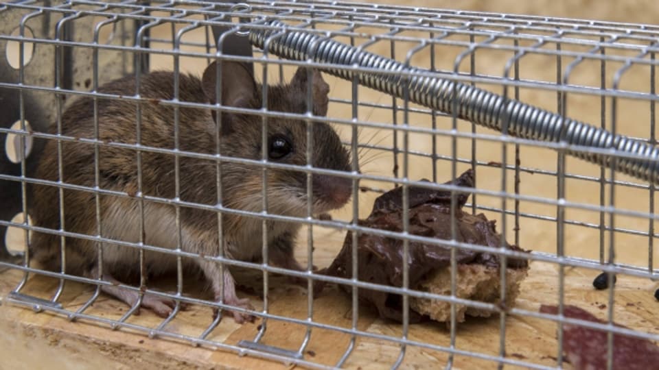 Für gefangene Mäuse bezahlt in Obersiggenthal nicht mehr die Gemeinde eine Prämie, sondern Private.