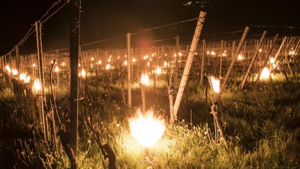 Auch im Aargau versuchten viele Bauern, Obst und Reben mit Kerzen vor der Kälte zu schützen, wie hier im Bündnerland.