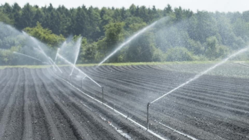 Gemüsekulturen brauchen viel Wasser. In heissen Sommermonaten wird deshalb bewässert.