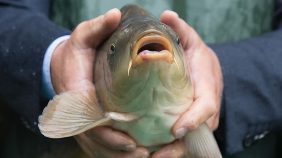 Karpfen sind ideale Fische für eine Aquaponic-Farm, da sie in trübem und nährstoffreichem Wasser leben.