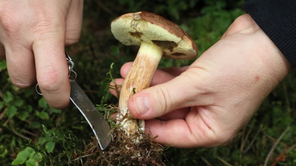 Leckere Pilze wie hier den Maronenröhrling lockten dieses Jahr besonders viele Pilzfreunde in die Wälder.