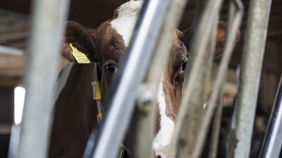 Tote Rinder in Boningen: Es war Tierquälerei, sagt jetzt die Staatsanwaltschaft.
