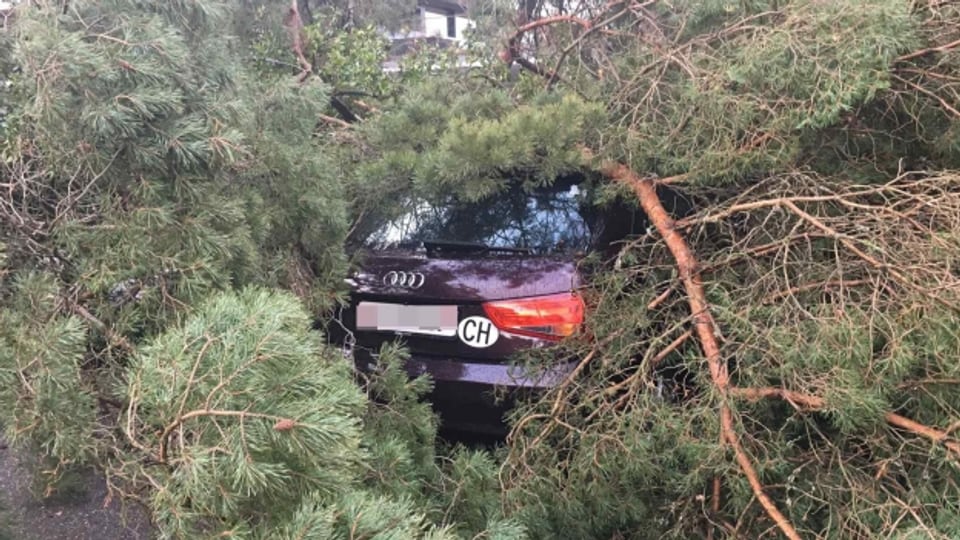 Ein Auto unter einem Baum